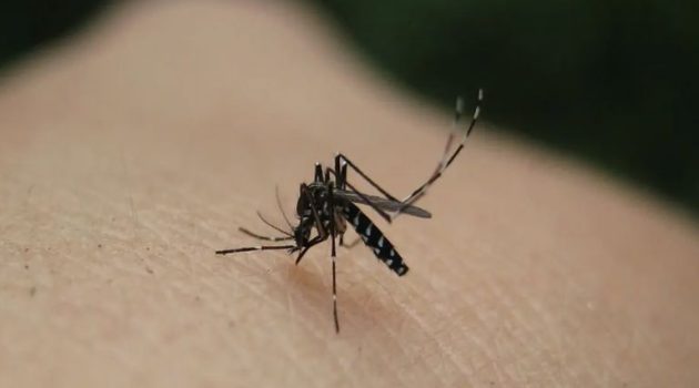Δήμος Ιεράς Πόλεως Μεσολογγίου: Με εντατικούς ρυθμούς οι κουνοποκτονίες