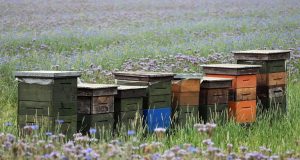 Μέχρι 31 Ιουλίου οι αιτήσεις για τις μελισσοκομικές δράσεις