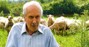 Πεδιάδα Αγρινίου – Μια ζωή στα πρόβατα: Ο Μπάρμπα Σπύρος…