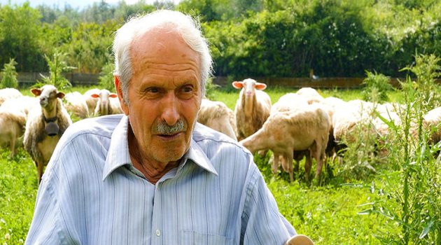 Πεδιάδα Αγρινίου – Μια ζωή στα πρόβατα: Ο Μπάρμπα Σπύρος και το εντυπωσιακό κοπάδι του (Video)