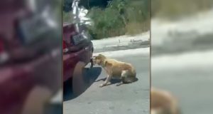 Ζάκυνθος: Ελεύθερος αφέθηκε ο 75χρονος που έσερνε το δεμένο σκυλάκι…