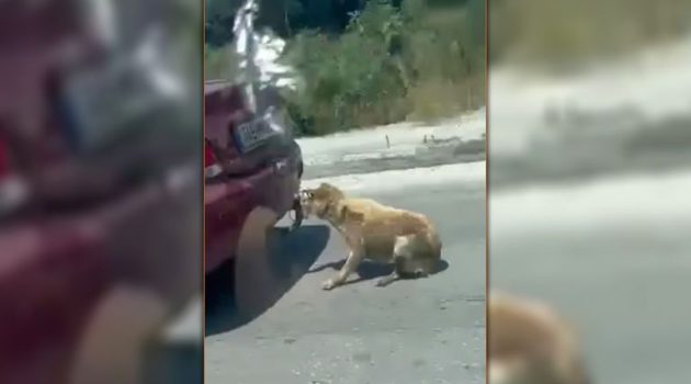 Ζάκυνθος: Ελεύθερος αφέθηκε ο 75χρονος που έσερνε το δεμένο σκυλάκι με το αμάξι