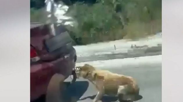 Ζάκυνθος: Τραγικές στιγμές για έναν σκύλο – Τον είχε δεμένο και τον έσερνε με το αυτοκίνητο (Video)