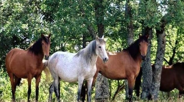 Ν. Φαρμάκης σε Υπ. Ενέργειας και Περιβάλλοντος: «Λήψη μέτρων για τα άγρια άλογα»