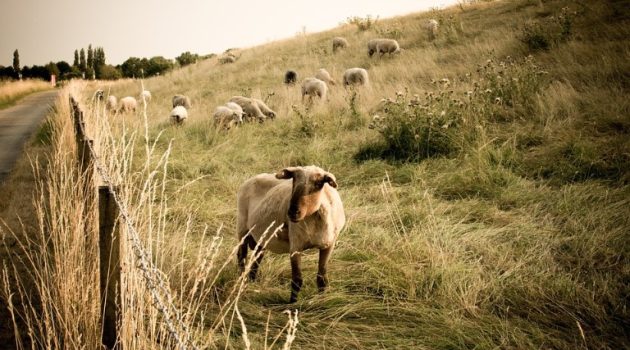 Ένωση Αγρινίου: Νοσήματα του κατωτέρου τμήματος των άκρων στα αιγοπρόβατα