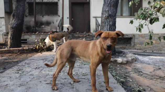 Φωτιά στη Σαρωνίδα – Υπ. Εσωτερικών: «Διασώθηκαν πάνω από 200 ζώα συντροφιάς»