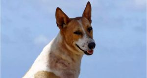 Πρέβεζα: Θάνατος σκύλου μετά από άγριο βασανισμό – Σύλληψη δράστη