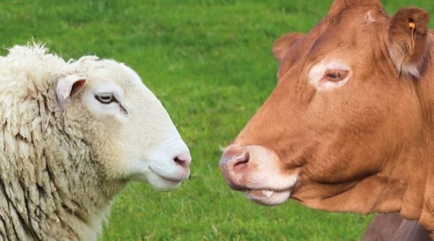 Συμβίωση προβάτων με βοοειδή | Όλοι κερδίζουν …και κυρίως ο Κτηνοτρόφος!