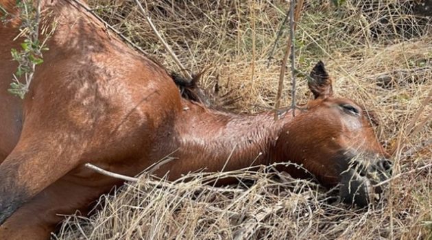 Αμφιλοχία: Τα άγρια άλογα του Πεταλά ξεψυχούν στην άσφαλτο (Video)