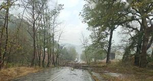 Λουτρά Χαλκιόπουλο: Έπεσαν δέντρα από το πρωινό μπουρίνι (Photos)