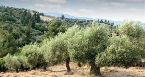 makryneia-lixi-synagermou-ston-dafnia-vrethike-soos-o-ilikiomenos-pou-agnoountan