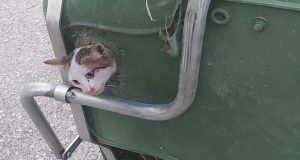 Αγρίνιο: Πλήρωμα απορριμματοφόρου έσωσε γατάκι – Η ανάρτηση του Θ.…