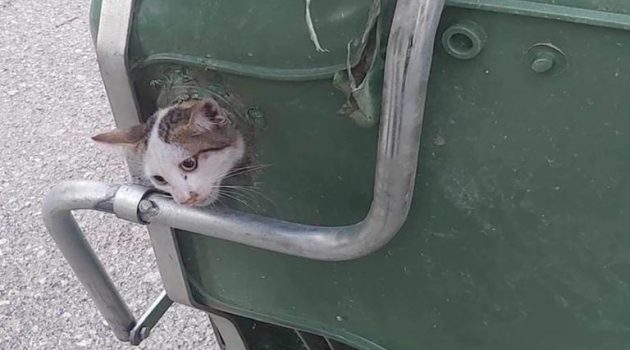 Αγρίνιο: Πλήρωμα απορριμματοφόρου έσωσε γατάκι – Η ανάρτηση του Θ. Κομματά (Photos)