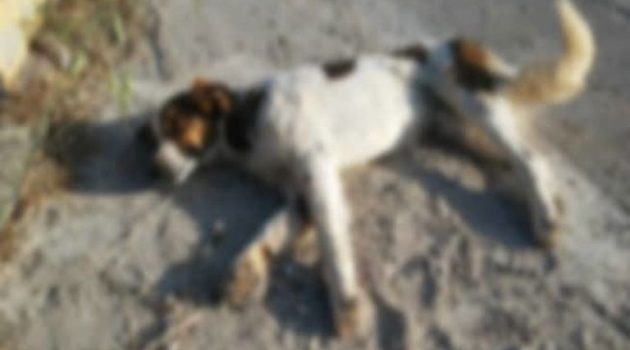 Μακρυκάπα: Σκύλος βρέθηκε νεκρός μετά από πυροβολισμό