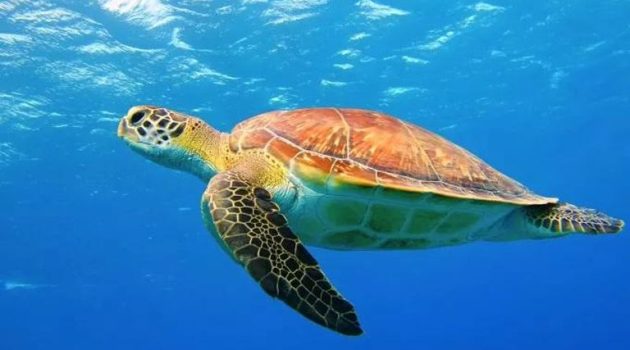 Στη Ζάκυνθο το παγκόσμιο ρεκόρ καταγεγραμμένης ωοτοκίας για θαλάσσια χελώνα