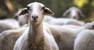 Βόλος: Πρόβατα έφαγαν 300 κιλά χασίς, «Τα βλέπουν όλα πανέμορφα…»