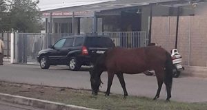 Αγρίνιο: Άλογο «έκοβε βόλτες» στην Οδό Αναπαύσεως (Photos)