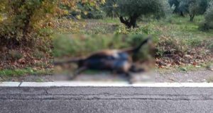 Καστράκι Αγρινίου: Νεκρό άλλο ένα άγριο άλογο (Photos)