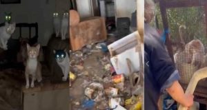 Φρίκη στο Αγρίνιο: Βασάνιζαν μέχρι θανάτου γάτες και σκύλους (Video)