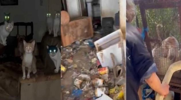 Φρίκη στο Αγρίνιο: Βασάνιζαν μέχρι θανάτου γάτες και σκύλους (Video)