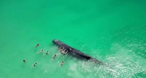 Βίντεο: Φάλαινα βγαίνει στα ρηχά και κολυμπάει με λουόμενους στην…