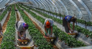 Άδεια παραμονής σε μετανάστες εργάτες γης: Πώς το βλέπουν οι…