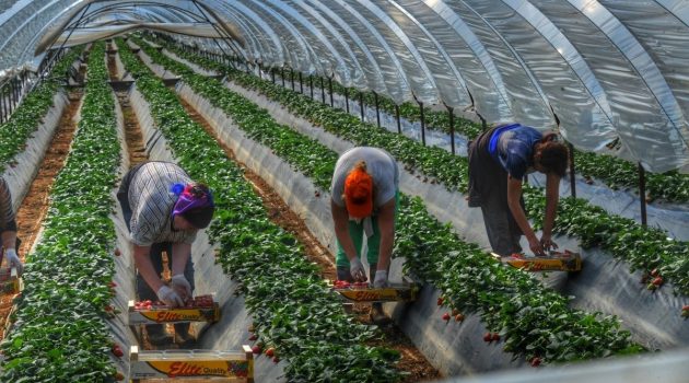 Άδεια παραμονής σε μετανάστες εργάτες γης: Πώς το βλέπουν οι Έλληνες αγρότες