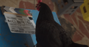 «Η Κότα»: Η νέα ταινία του Γιόργκι Πάλφι ξεκίνησε γυρίσματα…
