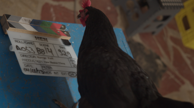 «Η Κότα»: Η νέα ταινία του Γιόργκι Πάλφι ξεκίνησε γυρίσματα στην Αττική