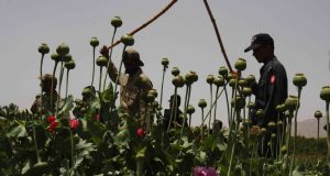 Μιανμάρ: Πρώτη στον κόσμο πλέον στην παραγωγή οπίου
