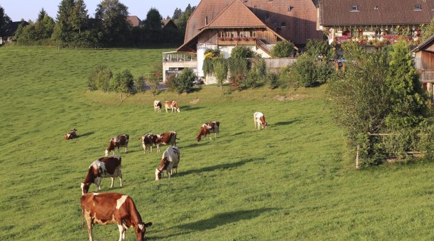 Ελβετία: Μεγάλη πυρκαγιά σε αγρόκτημα – Σκοτώθηκαν περισσότερες από 500 αγελάδες και μοσχάρια