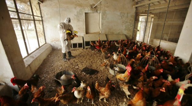 Γαλλία: Έκτακτα μέτρα λόγω έξαρσης κρουσμάτων της γρίπης των πτηνών