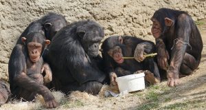 Οι χιμπατζήδες και οι μπονόμπο μπορούν να αναγνωρίσουν «φίλους» τους…