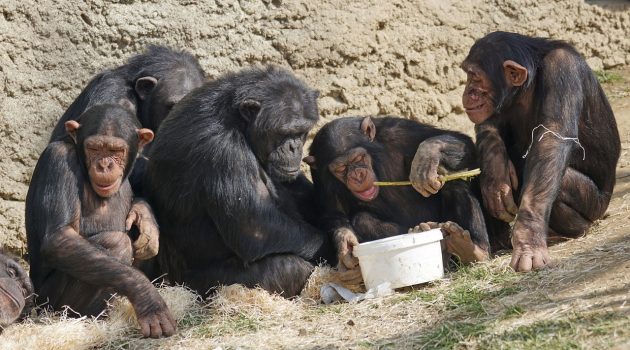 Οι χιμπατζήδες και οι μπονόμπο μπορούν να αναγνωρίσουν «φίλους» τους δεκαετίες αργότερα, διαπιστώνει νέα μελέτη