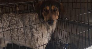 Αγρίνιο: Πρόστιμο σε ιδιοκτήτη σκύλου 500 ευρώ – Η διαδικτυακή…
