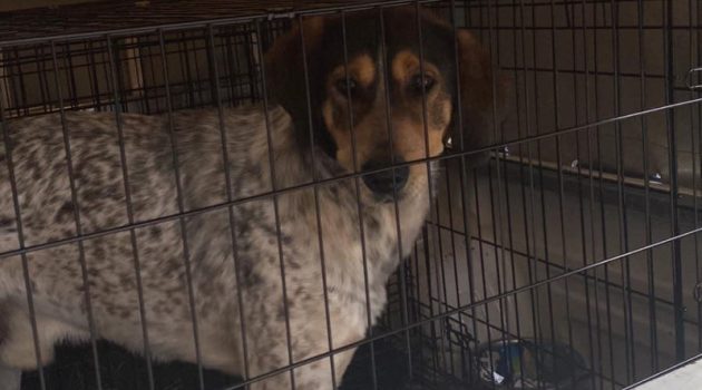 Αγρίνιο: Πρόστιμο σε ιδιοκτήτη σκύλου 500 ευρώ – Η διαδικτυακή ανάρτηση του Πάνου Μαρνέζου