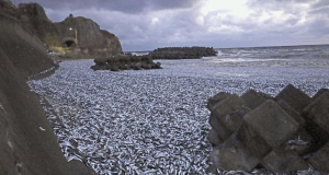 Ιαπωνία: Χίλιοι τόνοι νεκρών ψαριών εντοπίστηκαν στην επιφάνεια της θάλασσας-Δεν…