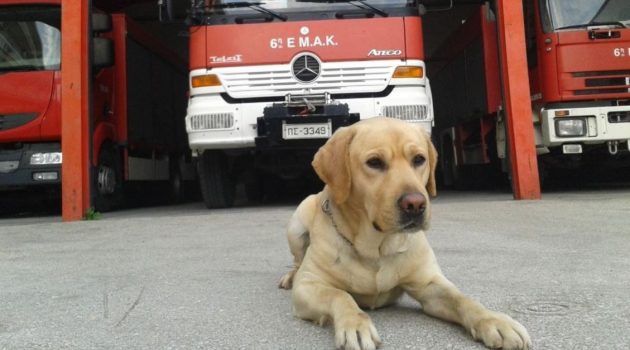 Πέθανε ο Μαξ, διασώστης – σκύλος της ΕΜΑΚ — Η ανακοίνωση της Πυροσβεστικής