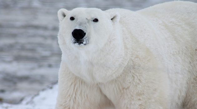 Κίνα: Ερευνητές ανέπτυξαν συνθετική ίνα που μιμείται το τρίχωμα της πολικής αρκούδας