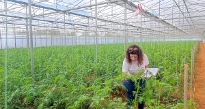 Ηράκλειο: Έλληνες ερευνητές συμπράττουν για να δώσουν βιώσιμες λύσεις φυτοπροστασίας…