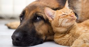 ΕΕ: Ενιαίοι κανόνες για καλύτερη προστασία σκύλων και γατών