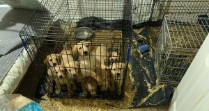 Σκωτία: Καταστροφικό πέρασμα γυναίκας με 14 κουτάβια και σκύλο από…
