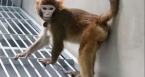 Κίνα: Ερευνητές κλωνοποίησαν πίθηκο με σκοπό την επιτάχυνση της ιατρικής…