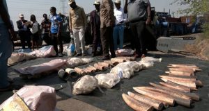 Η Νιγηρία κατέστρεψε κατασχεθέντες χαυλιόδοντες ελεφάντων αξίας 10 εκατομμυρίων ευρώ