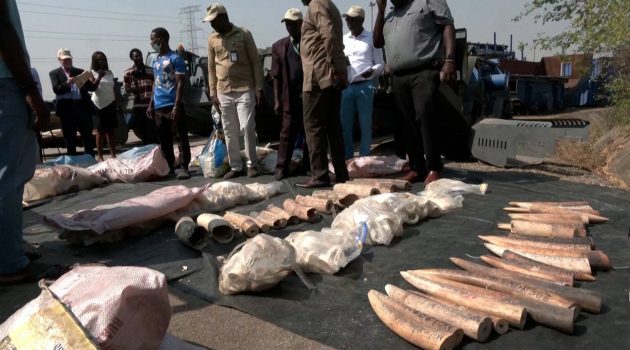 Η Νιγηρία κατέστρεψε κατασχεθέντες χαυλιόδοντες ελεφάντων αξίας 10 εκατομμυρίων ευρώ