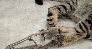 Σοκαριστικό περιστατικό στη Λαμία: Γάτα πιάστηκε σε δόκανο, αναζητείται ο…
