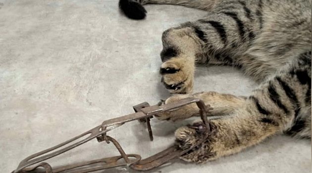 Σοκαριστικό περιστατικό στη Λαμία: Γάτα πιάστηκε σε δόκανο, αναζητείται ο δράστης