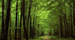Τα δάση θα μπορούσαν να απορροφήσουν πολύ περισσότερο άνθρακα· έχει…