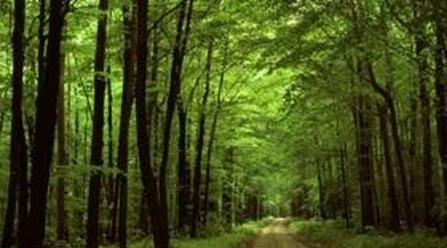 Τα δάση θα μπορούσαν να απορροφήσουν πολύ περισσότερο άνθρακα· έχει όμως σημασία;