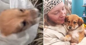 Αιτωλ/νία: Έδεσαν σκυλάκι σε σακούλα για να βρει τραγικό θάνατο…